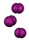 neisseria image